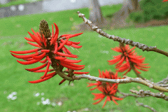 blüte_korallenbaum_albertpark