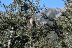 aoraki_mount_cook_07