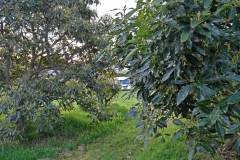 avocado_farm_1