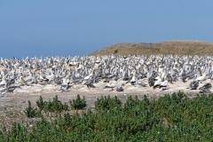 cape_kidnappers_12