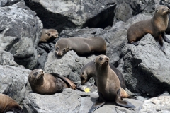 cape_palliser_11