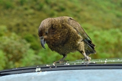 kea