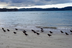 freedom_camping_cooks_beach_2