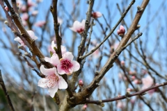 coromandel_westküste_3