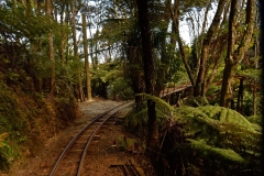 driving_creek_railway_1