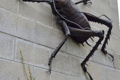 te_kuiti_giant_weta