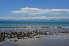 seebird_coast_04
