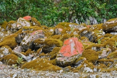 franz_josef_glacier_13
