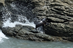 kaikoura_08