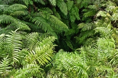 karangahake_gorge_04