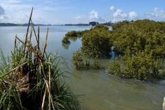 mangroven_arapaoa_river_2