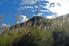 gräser_im_gegenlicht