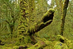 lake_gunn_nature_walk_01