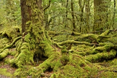 lake_gunn_nature_walk_02