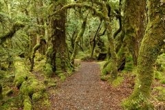 lake_gunn_nature_walk_03
