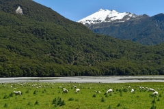 makarora_river_01