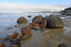 moeraki_boulders_14