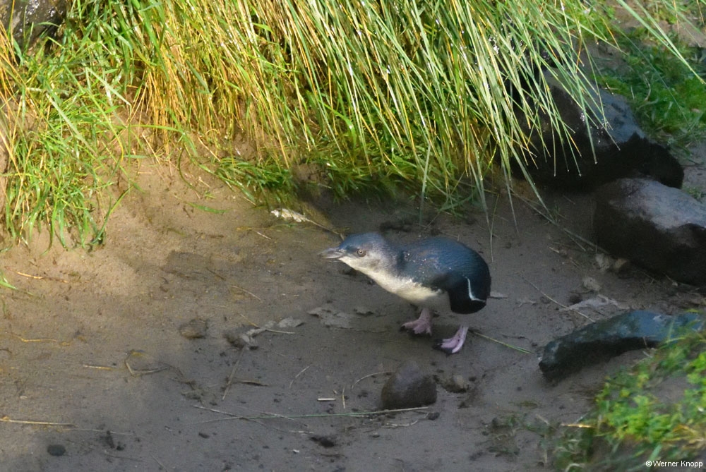 blaue_pinguine_01
