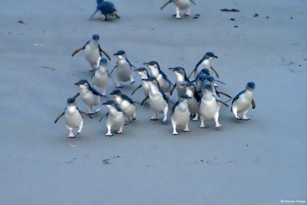 blaue_pinguine_03