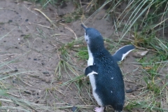 blaue_pinguine_04