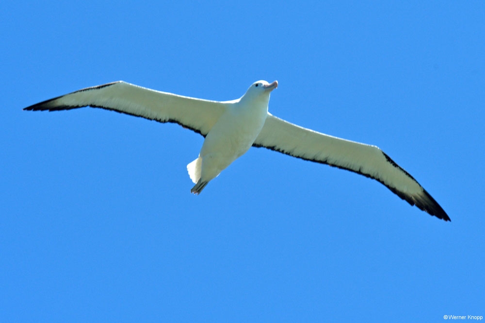 otaotago_peninsula_2_03