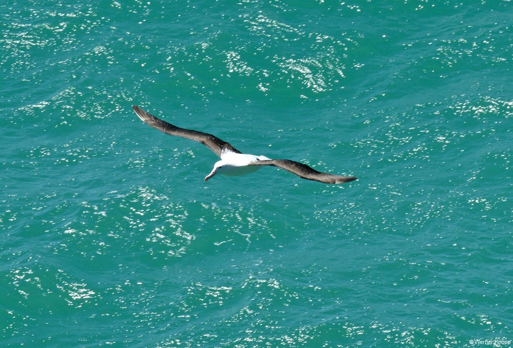 otaotago_peninsula_2_05