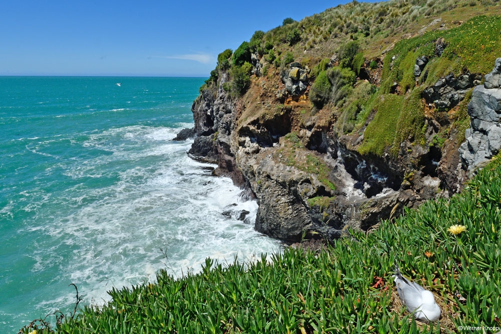 otaotago_peninsula_2_06