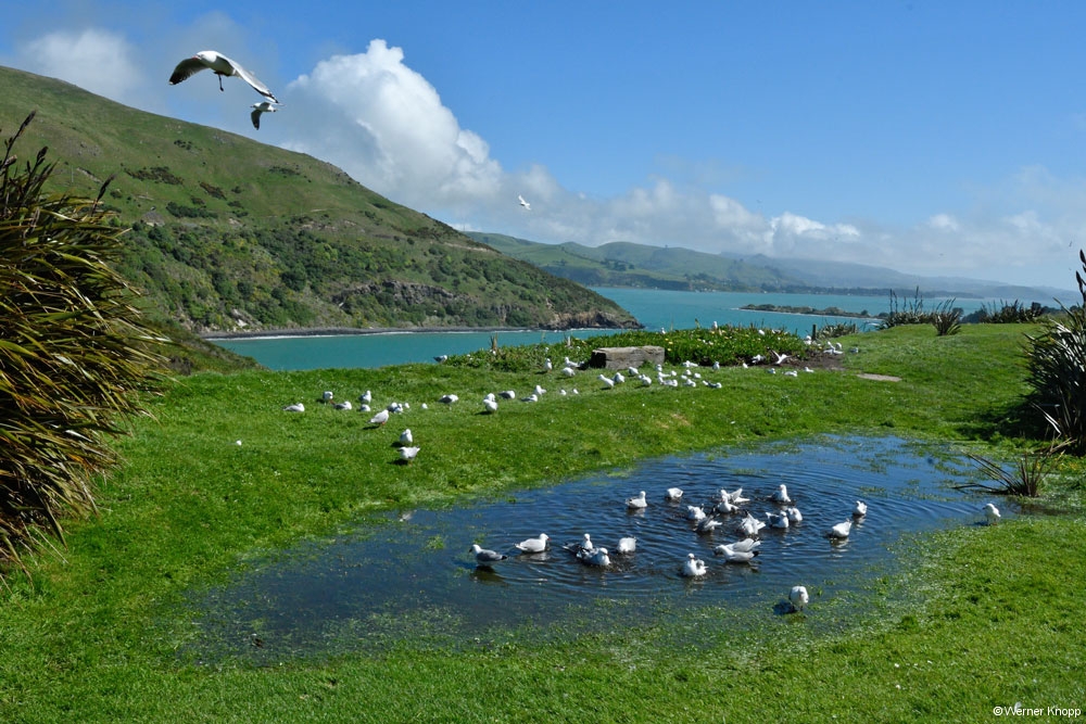 otaotago_peninsula_2_10