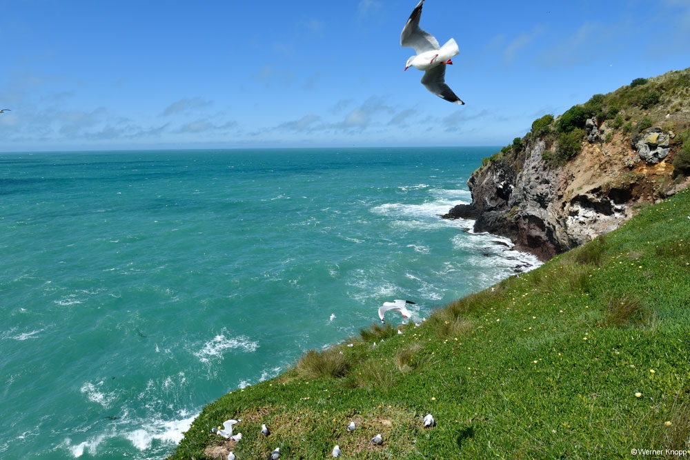 otaotago_peninsula_2_14