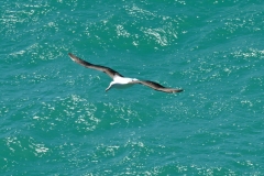 otaotago_peninsula_2_05