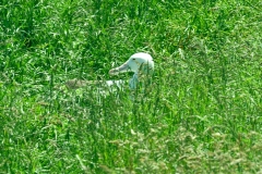 otaotago_peninsula_2_08
