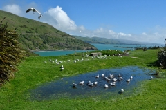 otaotago_peninsula_2_10