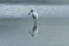otaotago_peninsula_2_15