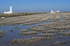 Parc_Naturel_de_LAlbufera_11