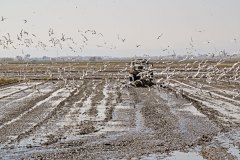Parc_Naturel_de_LAlbufera_16
