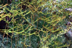 04_pupu_hydro_walkway