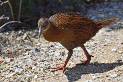 05_pupu_hydro_walkway