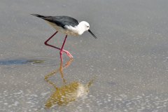 San_Pedro_del_Pinatar_01