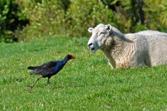 vogel_schaf