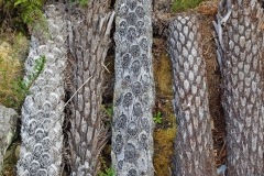 05_te_waikoropupu_springs