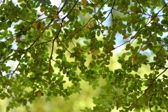 the_eglinton_valley_01