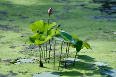 royel_botanic_garden_02