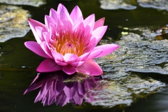 royel_botanic_garden_03