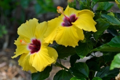 royel_botanic_garden_06