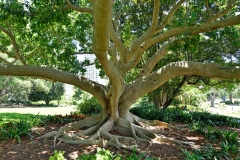 royel_botanic_garden_08