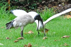 royel_botanic_garden_09