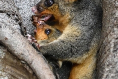 royel_botanic_garden_11