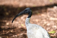 royel_botanic_garden_12