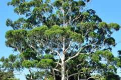 royel_botanic_garden_15