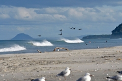 waihi_beach_03